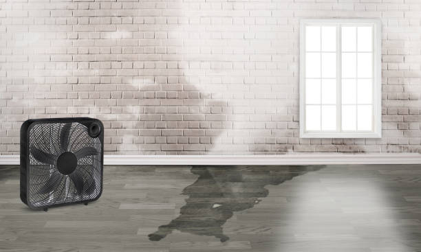 Best Residential water damage restoration  in Puget Island, WA